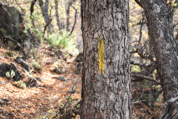 Obraz premium Yellow mark on autumn tree