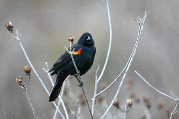 Red-winged blackbird
Bird
