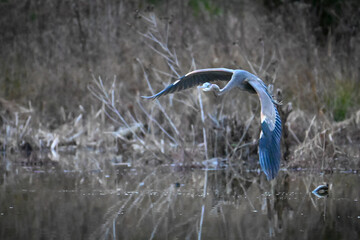 Blue heron