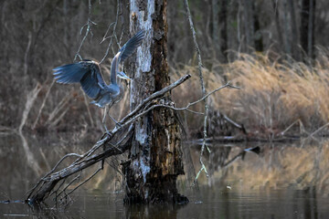 Blue heron