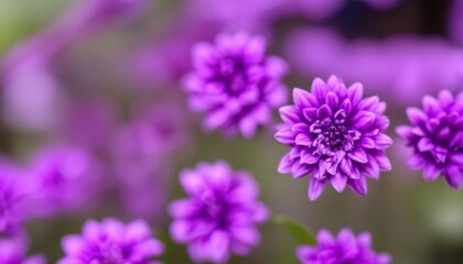  Vibrant purple flowers in bloom