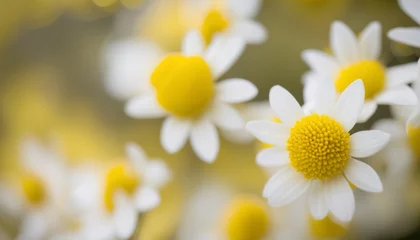 Fotobehang  Blooming beauty - A close-up of vibrant daisies © vivekFx