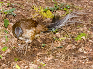 Albert's Lyrebird in Queensland Australia
