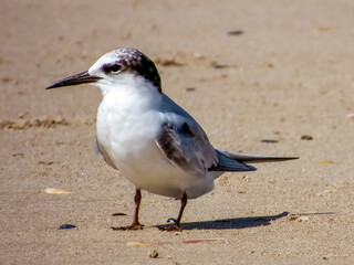 Common Tern in New South Wales Australia