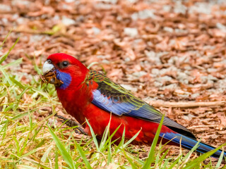 Crimson Rosella in New South Wales Australia