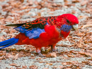 Crimson Rosella in New South Wales Australia