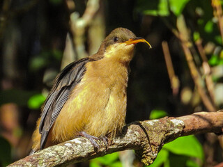Juvenile Eastern Spinebill in New South Wales Australia