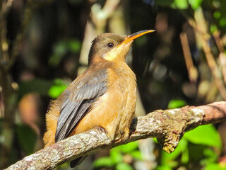 Juvenile Eastern Spinebill in New South Wales Australia