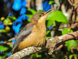 Juvenile Eastern Spinebill in New South Wales Australia