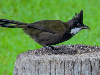 Eastern Whipbird in New South Wales Australia