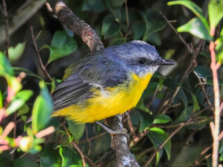 Eastern Yellow Robin in New South Wales Australia