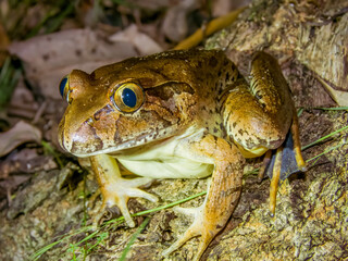 Giant Barred Frog in New South Wales Australia