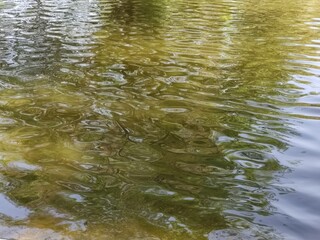 river in the forest ,río en el bosque