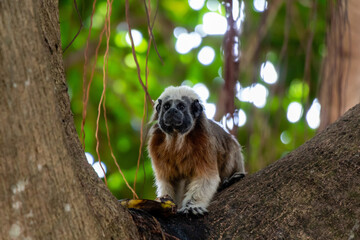 Colombian monkey (Tití) climbing a tree about to eat his banana.