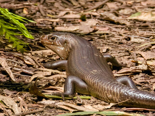 Land Mullet in Queensland Australia