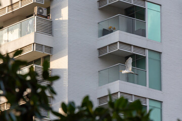 white bird with open wings flying over buildings