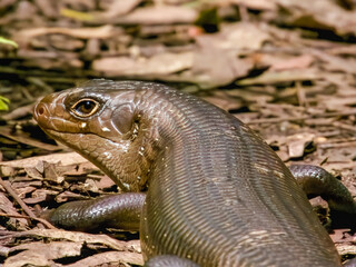 Land Mullet in Queensland Australia