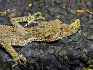 Leaf-tailed Gecko in Queensland Australia