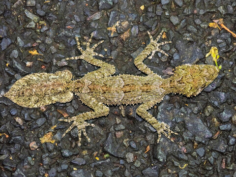 Leaf-tailed Gecko in Queensland Australia