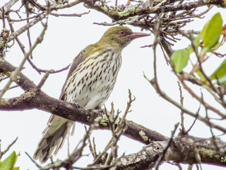 Olive-backed Oriole in New South Wales Australia