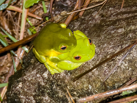 Orange-eyed Tree Frog in New South Wales Australia