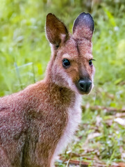 Pretty-faced Wallaby in New South Wales Australia