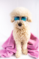 Fluffy Poodle dog with pink towel wearing sunglasses reflecting tropical beach