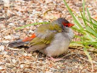 Red-browed Firetail in Queensland Australia