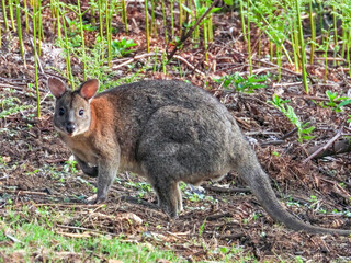 Red-necked Pademelon in Queensland Australia