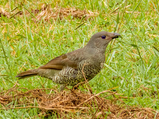 Satin Bowerbird in New South Wales Australia