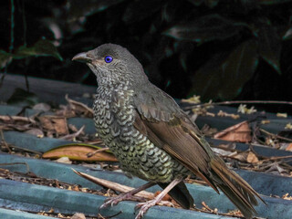 Satin Bowerbird in New South Wales Australia