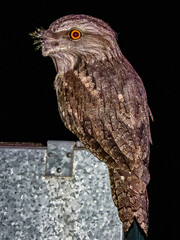 Tawny Frogmouth in Queensland Australia