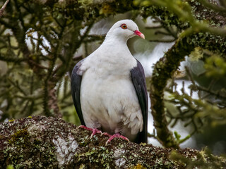 White-headed Pigeon in Queensland Australia