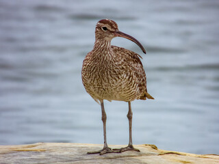 Whimbrel Shorebird in Queensland Australia