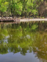 reflection of trees in water, reflejo de los árboles en el agua