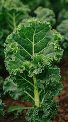 fresh Kale from Hokkaido Island, Japan