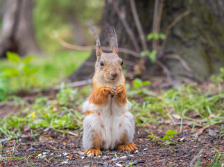 Squirrel eats a nut while sitting in green grass. Eurasian red squirrel, Sciurus vulgaris