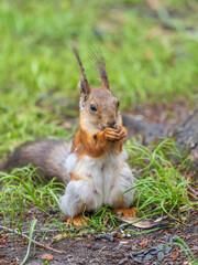 Squirrel eats a nut while sitting in green grass. Eurasian red squirrel, Sciurus vulgaris