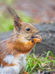 Close-up Portrait of Squirrel. Squirrel eats a nut while sitting in green grass.
