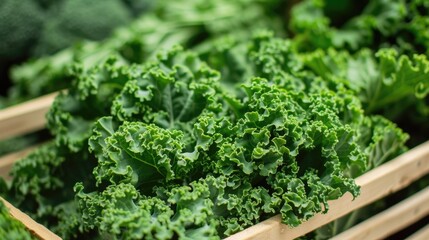 fresh green kale