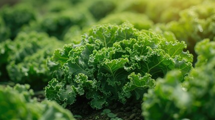 fresh green kale