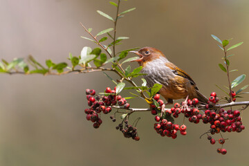 Taiwan Barwing, an endemic bird perched in a tree eating red fruits