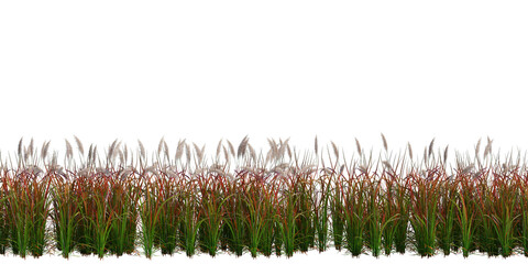 3d Render Brush Tree Isolated  on white