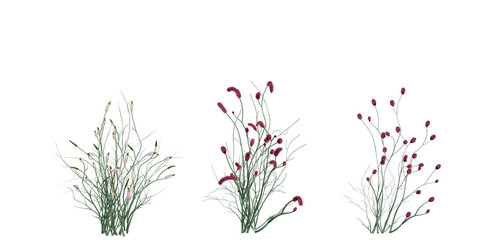 3d Render Brush Tree Isolated  on white