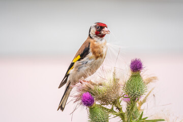European goldfinch, feeding on the seeds of thistles. Carduelis carduelis.