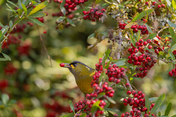 Steere's Liocichla bird eating red fruits in the tree, an endemic bird from Taiwan
