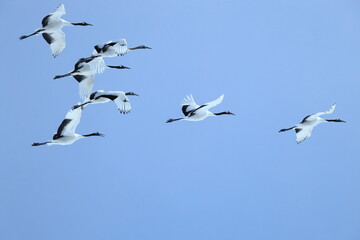 flock of Japanese Cranes in flight, Kushiro in Hokkaido, Japan