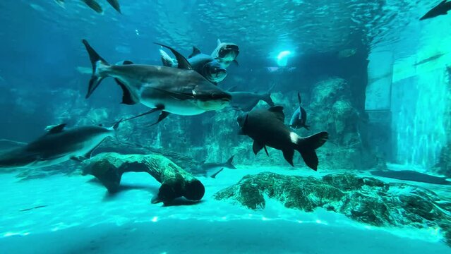 Mekong Giant Catfish Swimming In Aquarium. static shot