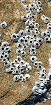 acorn barnacle shells on sandstone rock at the beach