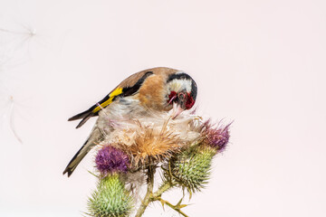 European goldfinch, feeding on the seeds of thistles. Carduelis carduelis.
